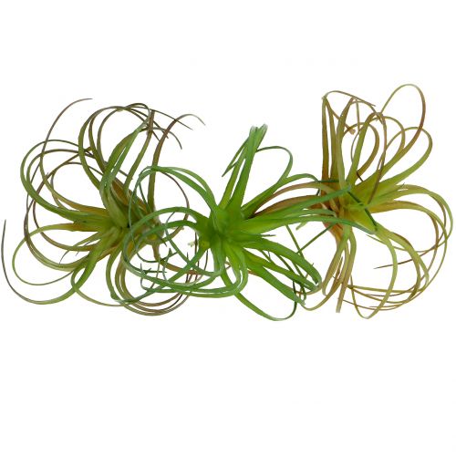 Floristik24 Tillandsia surtida 8cm 3uds