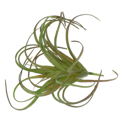Floristik24 Tillandsia surtida 8cm 3uds