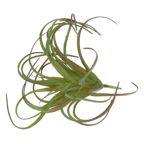 Artículo Tillandsia surtida 8cm 3uds