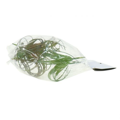 Floristik24 Tillandsia surtida 8cm 3uds