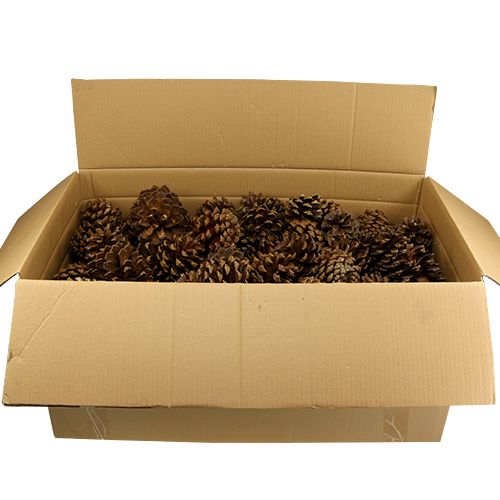 Floristik24 Mezcla de conos de pino grande 14kg