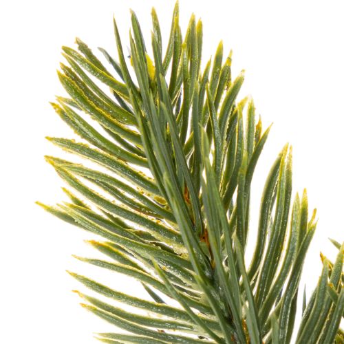 Rama artificial de abeto verde para decoración invernal, 25 cm, 24 unidades. | Floristik24.es