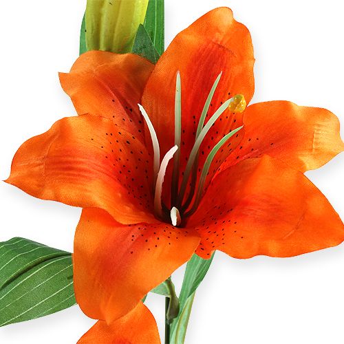 Floristik24 Lirio Tigre Naranja 47cm