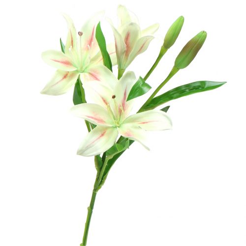 Floristik24 Tifa Crema 60cm