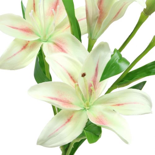 Floristik24 Tifa Crema 60cm