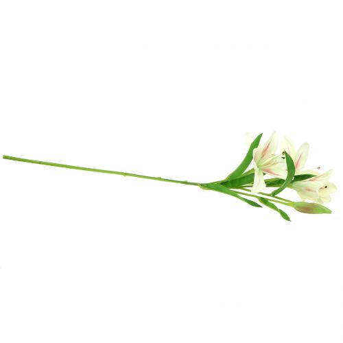 Floristik24 Tifa Crema 60cm
