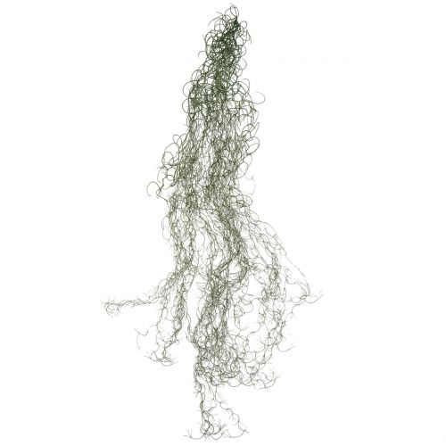 Floristik24 Tillandsia gris artificial 130cm