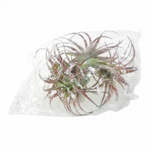 Floristik24 Tillandsia verde-rojo flocado 15cm 4pcs