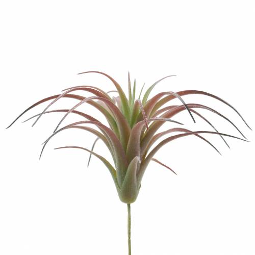 Floristik24 Tillandsia verde-rojo flocado 15cm 4pcs