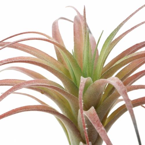 Floristik24 Tillandsia verde-rojo flocado 15cm 4pcs