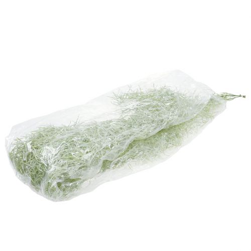 Floristik24 Percha Tillandsia verde 160cm
