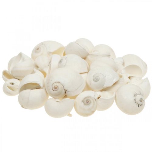 Floristik24 Decoración de mesa marítimo, caracoles vacíos blanco 3-4,5cm 500g