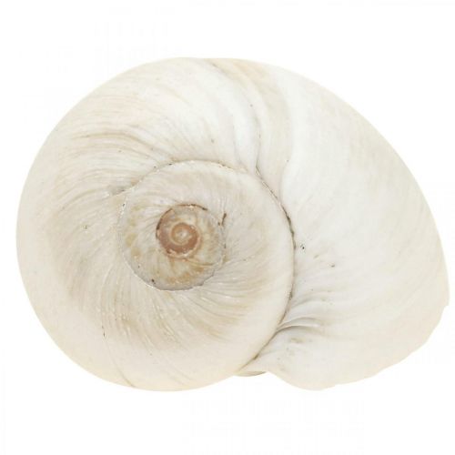 Floristik24 Decoración de mesa marítimo, caracoles vacíos blanco 3-4,5cm 500g