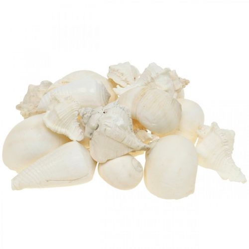 Floristik24 Decoración de mesa marítimo, caracoles vacíos blanco 4–5cm mix 500g