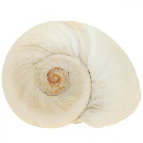 Floristik24 Decoración de mesa marítimo, caracoles vacíos blanco 4–5cm mix 500g