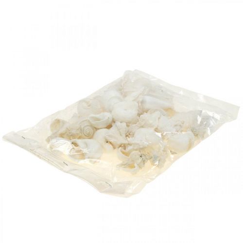 Floristik24 Decoración de mesa marítimo, caracoles vacíos blanco 4–5cm mix 500g