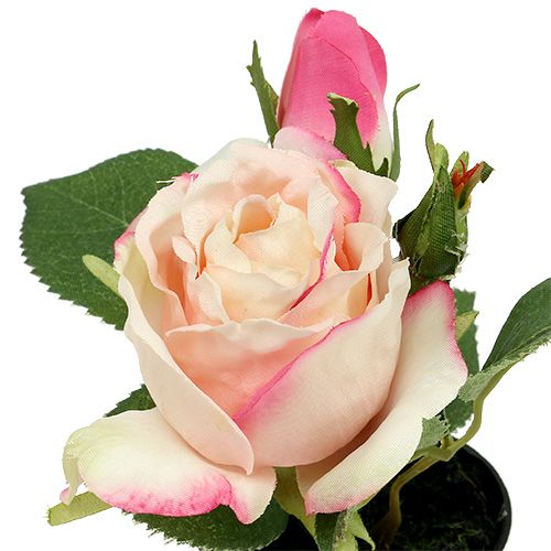 Floristik24 Decoración de la mesa Rose in the pot cream 14cm