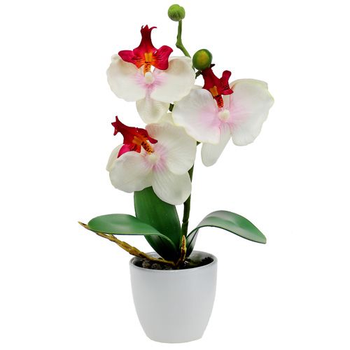 Floristik24 Orquídea de decoración de mesa en maceta color crema Al 29cm