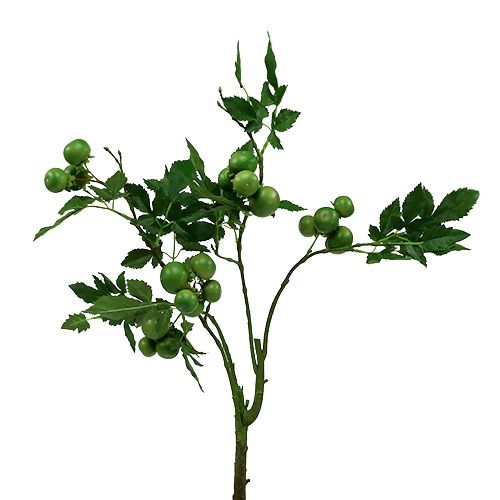 Floristik24 Rama de tomate L60cm verde