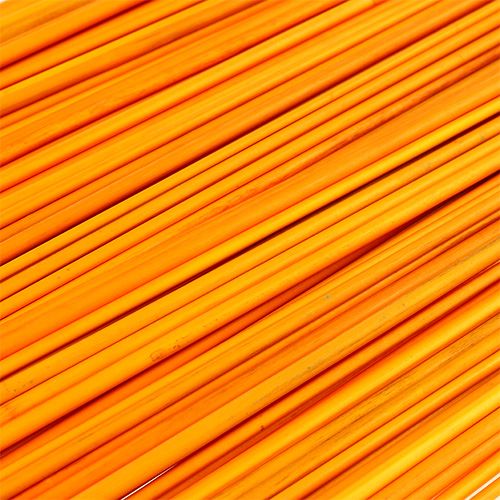Floristik24 Tonkin amarillo dorado 70cm - 80cm 150 uds.