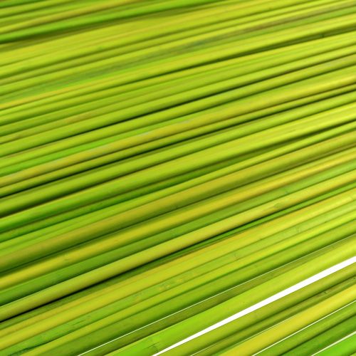 Artículo Palos decorativos Tonkin 70cm verde claro 150 piezas