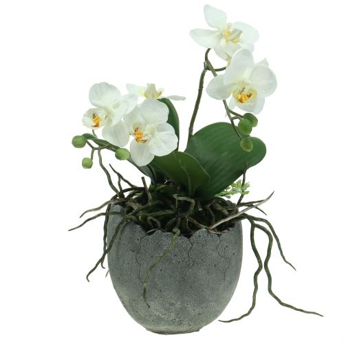 Floristik24 Macetero de hormigón cáscara de huevo Ø14,5cm 15cm 2pcs