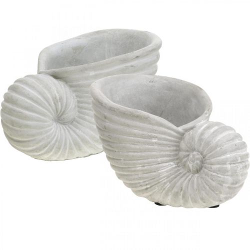 Floristik24 Conchas para plantar, decoración marítima, maceta Nautilus hormigón L15cm H9.5cm 2pcs