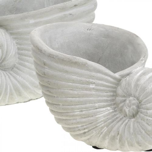 Floristik24 Conchas para plantar, decoración marítima, maceta Nautilus hormigón L15cm H9.5cm 2pcs