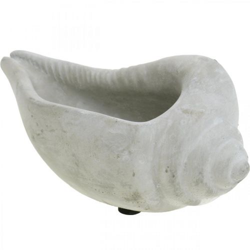 Floristik24 Maceta de concha, cuenco para plantas concha de caracol, decoración de hormigón marítimo L17cm H7.5cm 3 piezas