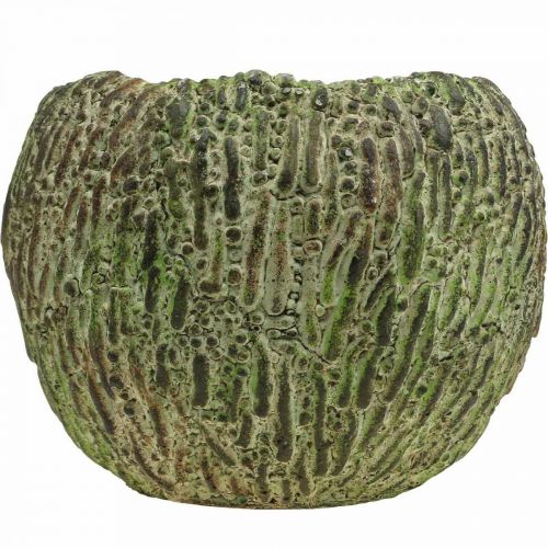 Artículo Macetero hormigón aspecto envejecido verde, macetero marrón redondo Ø15,5cm