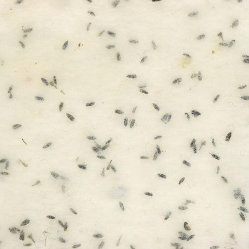 Floristik24 Cinta de fieltro con flores de lavanda, cinta decorativa, cinta de maceta, fieltro de lana blanco crema 15cm 5m