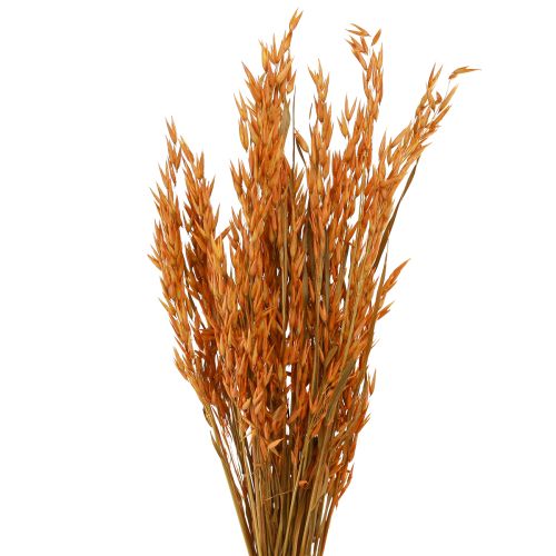 Floristik24 Dry Deco Avena Deco en Naranja L64cm 70-75g 2ud