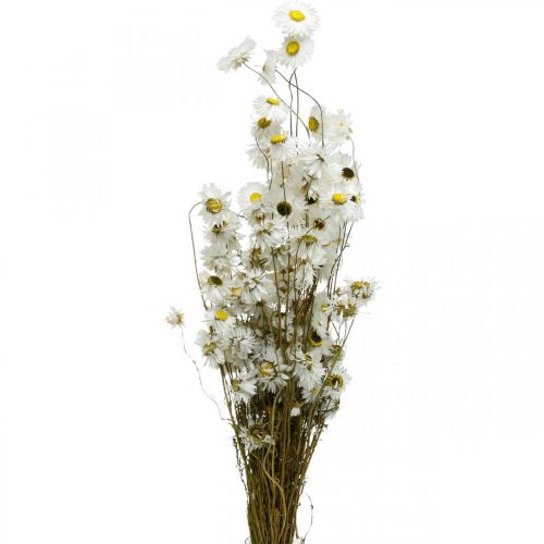 Artículo Flores secas Acroclinium Flores blancas floristería seca 60g