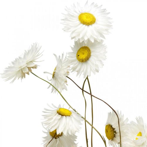 Artículo Flores secas Acroclinium Flores blancas floristería seca 60g