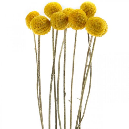 Artículo Craspedia Baquetas Flores Secas Amarillo 70cm 10uds