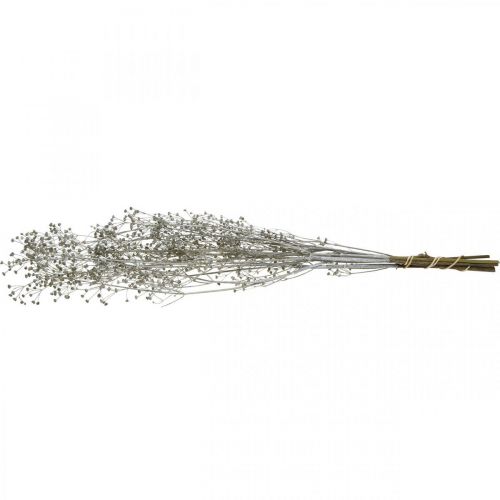 Artículo Flor seca Massasa ramas decorativas blanqueadas 50-55cm manojo de 6 piezas