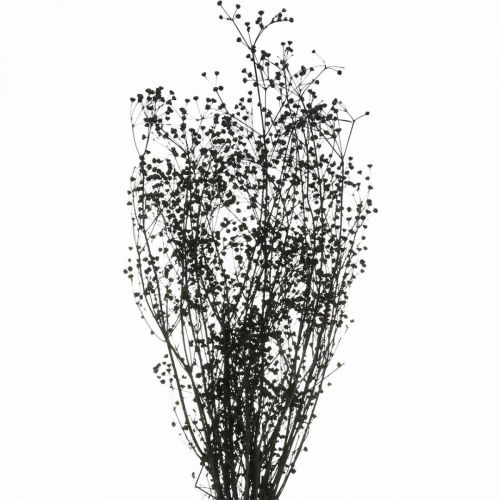 Floristik24 Flor Seca Massasa Negro Decoración Natural 50-55cm Manojo 10uds