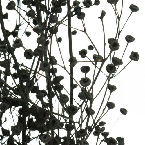 Flor seca Massasa negra decoración natural 50-55cm ramo de 10uds