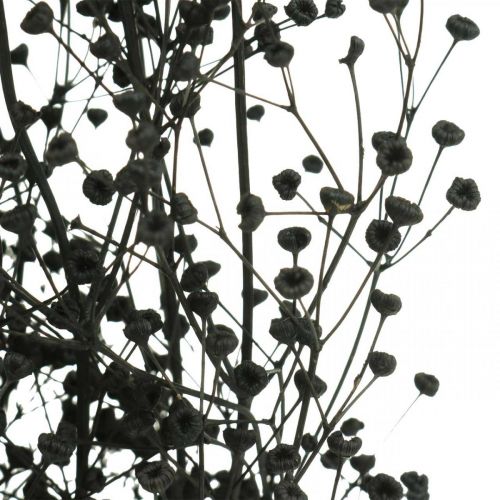 Artículo Flor Seca Massasa Negro Decoración Natural 50-55cm Manojo 10uds