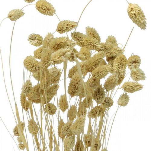 Artículo Flor seca Phalaris, manojo de hierba decorativa, florística seca, naturaleza boho, blanqueada L55cm 100g
