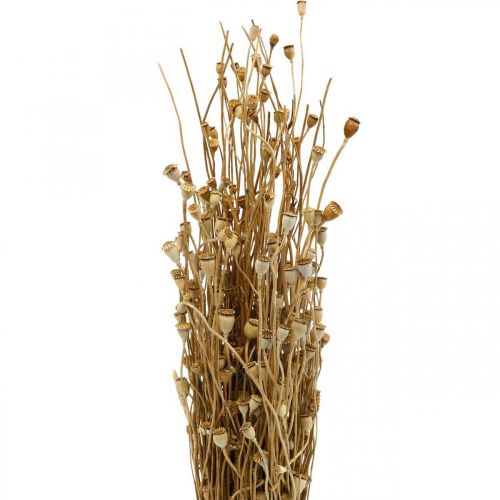 Artículo Flores secas cápsulas de semillas de amapola secas naturales decoración seca salvaje manojo 100g