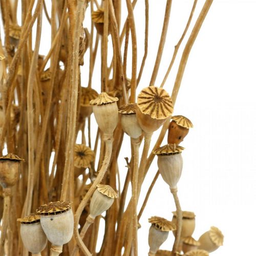 Artículo Flores secas cápsulas de semillas de amapola secas naturales decoración seca salvaje manojo 100g