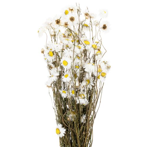 Floristik24 Flores secas de Acroclinium, flores blancas, arreglo floral seco, 60 cm, 80 g