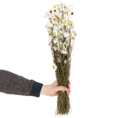 Artículo Flores secas de Acroclinium, flores blancas, arreglo floral seco, 60 cm, 80 g