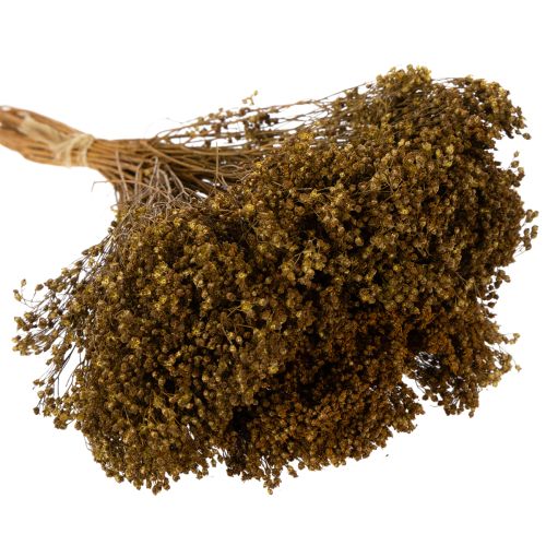 Artículo Flores secas de retama verde oliva 160 g 48 cm