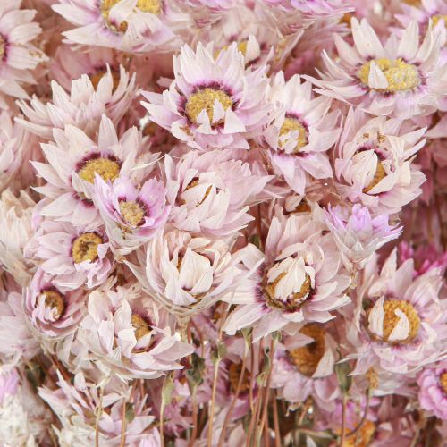 Floristik24 Ramo de Flores Secas Decoracion Seca Manzanilla Rosa 65cm 50g