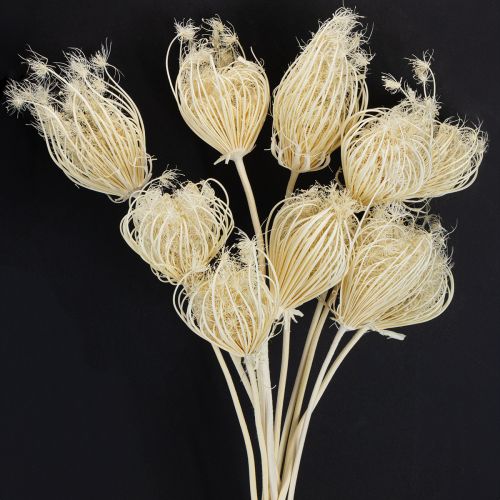 Floristik24 Flores secas de hinojo crema blanqueadas, ramo de 45 cm, 10 unidades