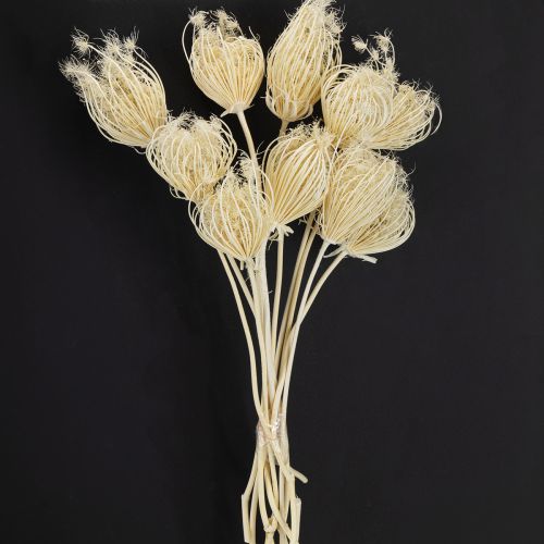 Artículo Flores secas de hinojo crema blanqueadas, ramo de 45 cm, 10 unidades