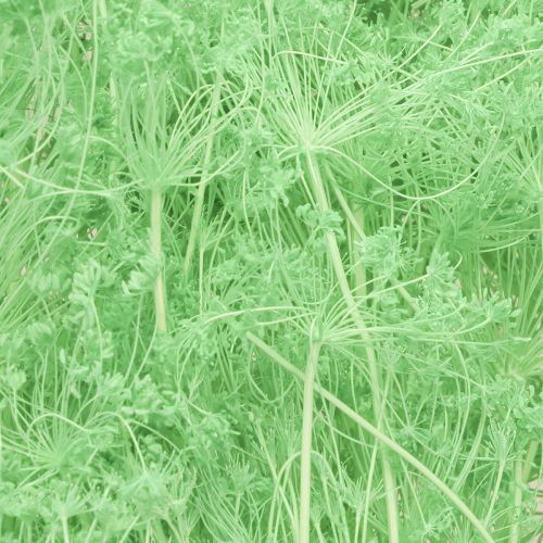 Artículo Flores secas Umbelífera Verde 70-80cm 150g
