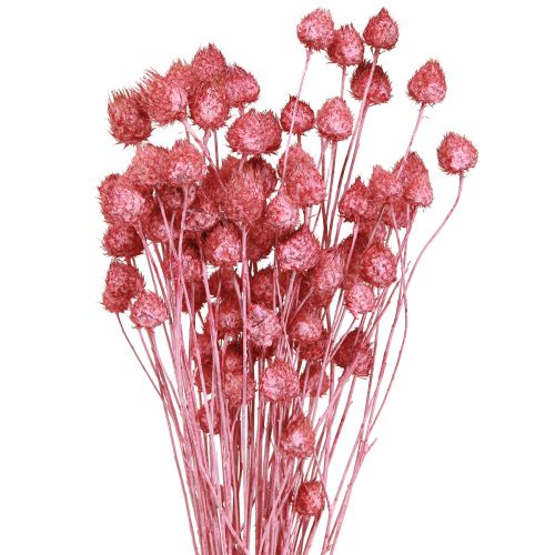 Artículo Flores secas rosa cardo seco cardo fresa teñido 50cm 100g